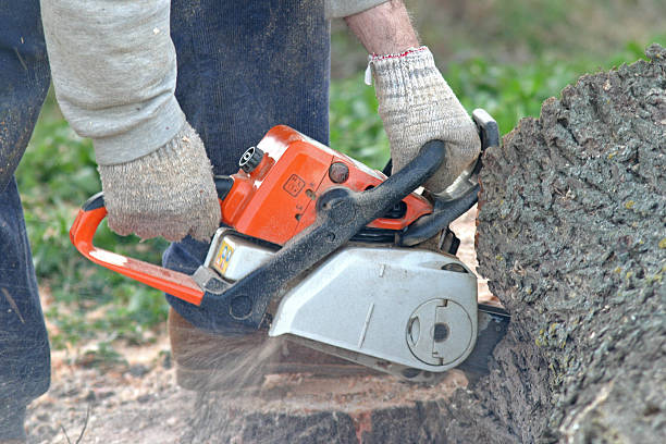 Best Tree Trimming and Pruning  in Kennett Square, PA