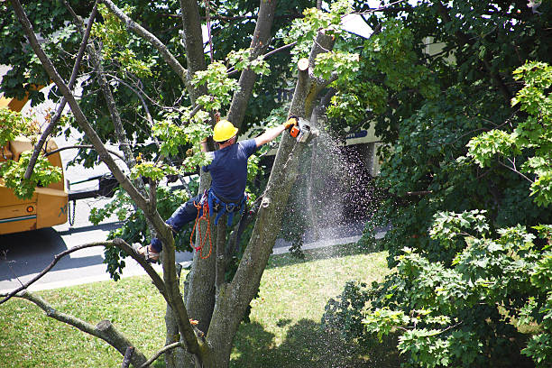 Best Utility Line Clearance  in Kennett Square, PA