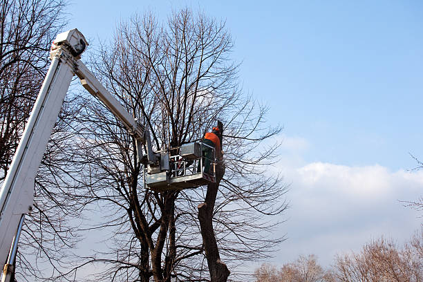 Best Firewood Processing and Delivery  in Kennett Square, PA